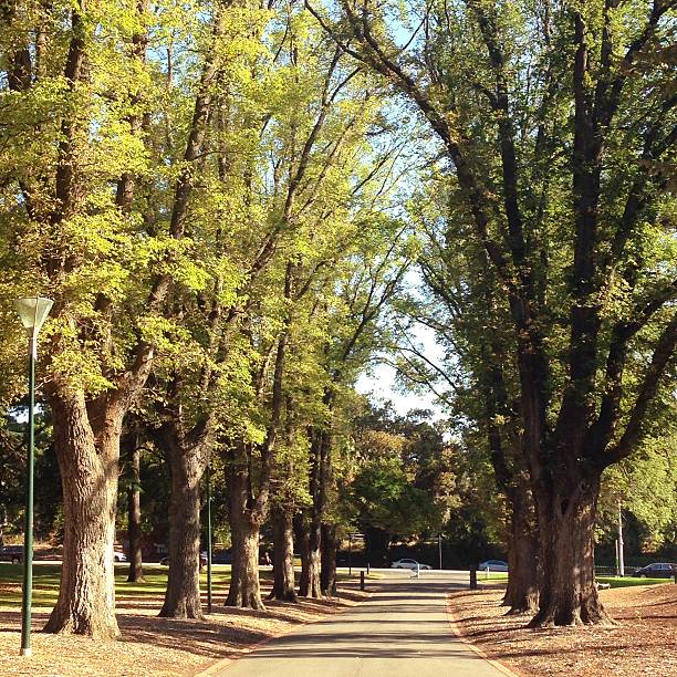 istock Walkway along  falling leaves in park with natural warm light 468606362