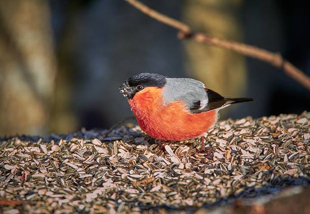 European Bullfinch ( pyrrhula pyrrhula) perched on bramble twig