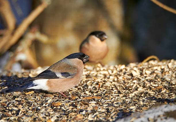 Chaffinch (Fringilla coelebs) perching on a branch in Winter in Pembrokeshire, Wales.