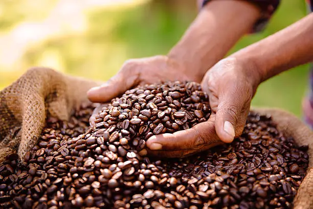 Coffee bean produce benefits from fair trade farming