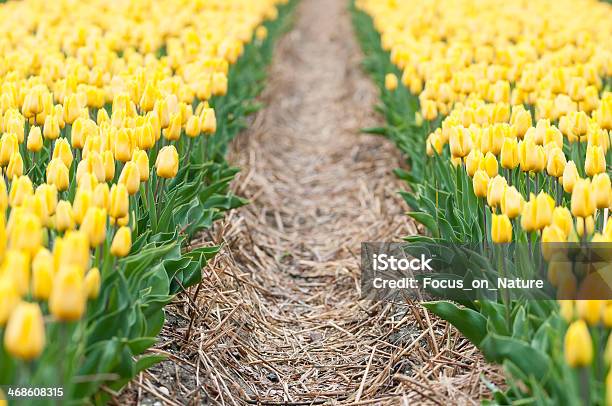 Camino A Través De Campo Amarillo Tulipanes Foto de stock y más banco de imágenes de Agricultura - Agricultura, Aire libre, Ajardinado