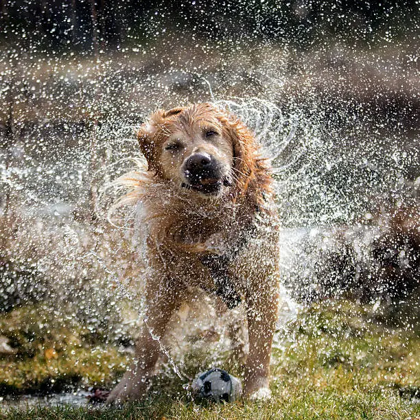 Golden retriever dog shaking off water