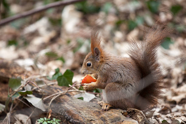 istock Eurasian red squirrel with an apple 468609823