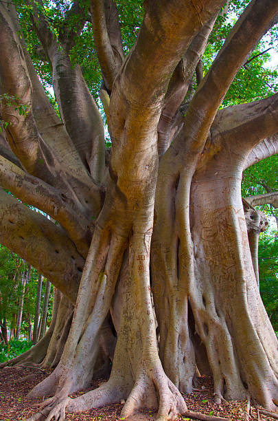 istock Big root trees at Ibirapuera Parque in Sao Paulo, Brazil 468611596