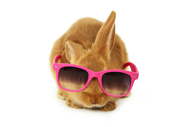 istock Young red rabbit in sun glasses isolated on white 468612130