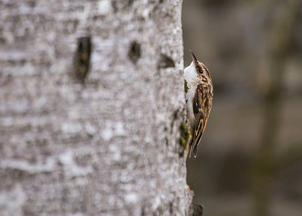 Tree Creeper (Certhiidae) Tree Creeper spotted outdoors in National Botanic Gardens, Dublin, Ireland certhiidae stock pictures, royalty-free photos & images