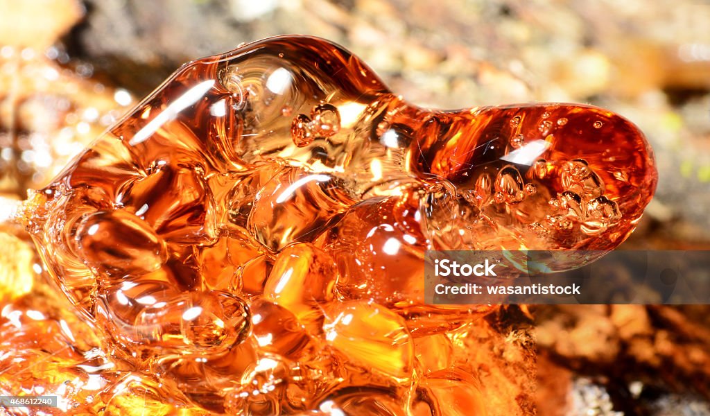 Solid Amber Resin Drops On A Tree Trunk Stock Photo - Download