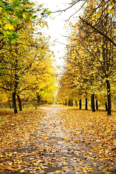 istock bridhtly autumn alley 468613236