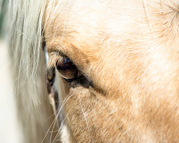istock white horses face with focus on the eye 468613346