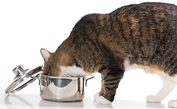 istock Cat steals food from the pot 468613660