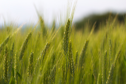 Close-up of ripe wheats on an agricultural field