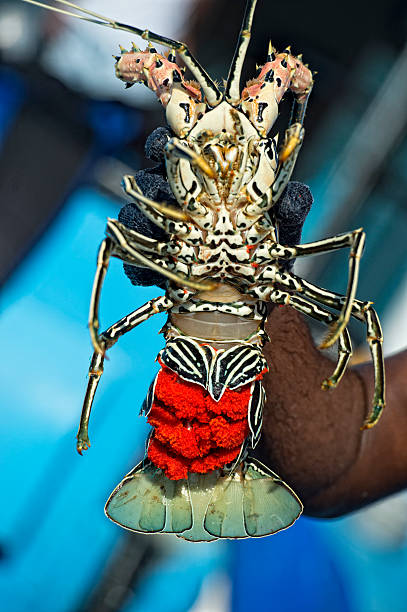 istock fresh lobster with red eggs in fishing boat 468614618