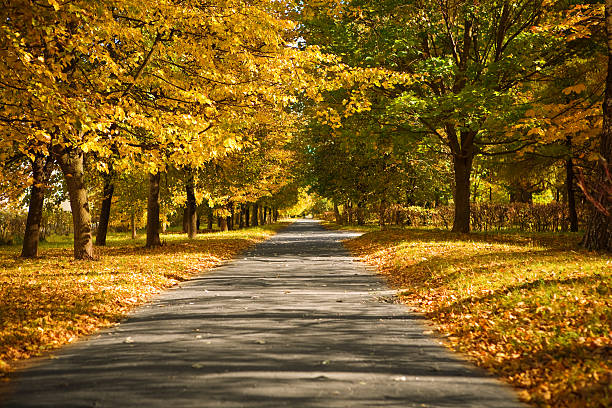 istock lane in the autumn park 468614710
