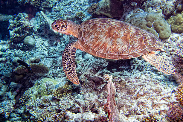 istock turtle coming to you underwater 468614936