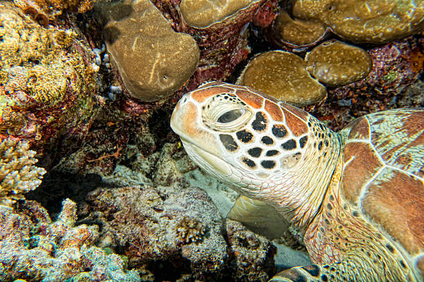 istock turtle coming to you underwater 468614940