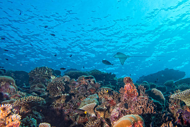 istock Red Sea corals house for Fishes 468614946