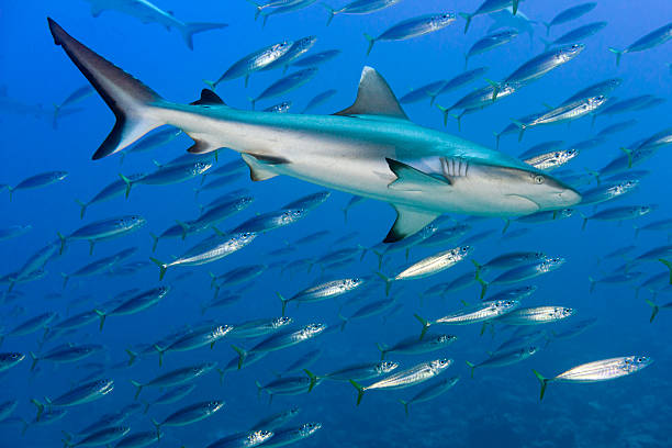 istock Grey shark jaws ready to attack underwater close up portrait 468614954