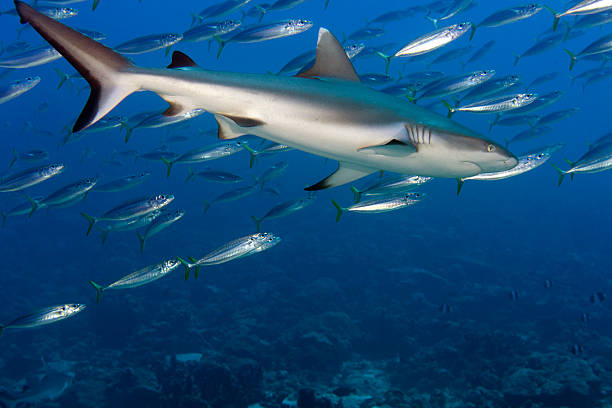 istock Grey shark jaws ready to attack underwater close up portrait 468614956