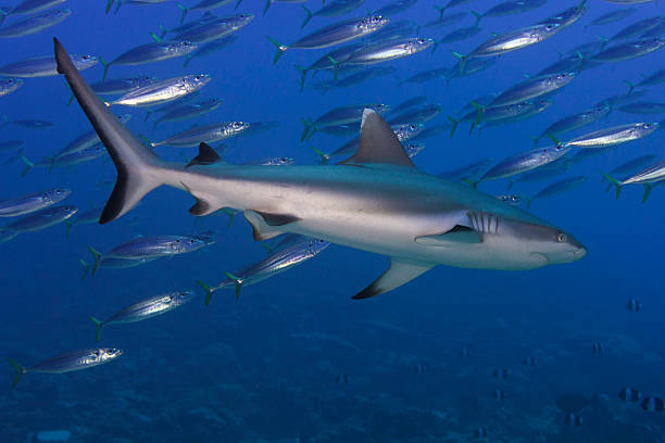 istock Grey shark jaws ready to attack underwater close up portrait 468614958