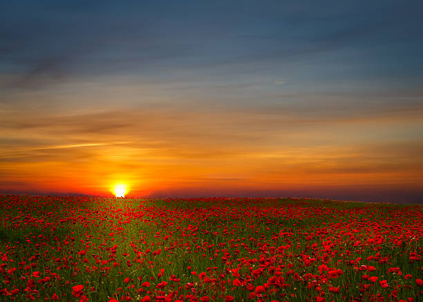 Beautiful toddler boy, child gathering poppies on sunset in beuatiful countryside