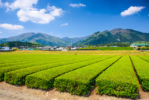 Tea plantation landscape in Suizawa, Yokkaichi, Japan.