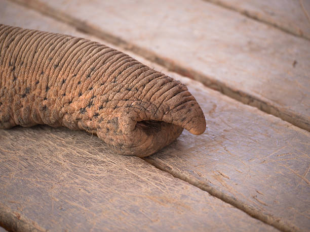 Toned image of an elephant trunk