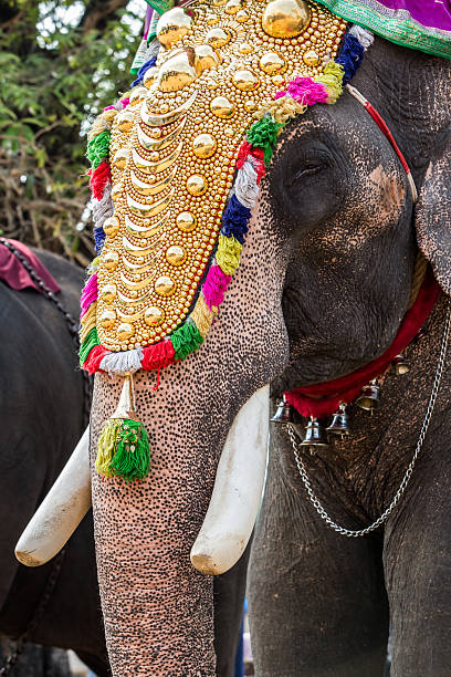 istock India elephant festival 468616250