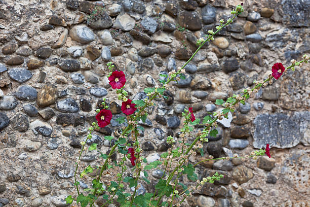 Alcea rosea - Chinese stock rose