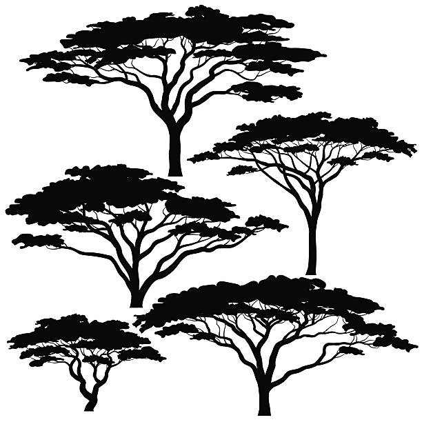 Acacia tree silhouettes Set of eps8 editable vector silhouettes of acacia trees mimosa stock illustrations
