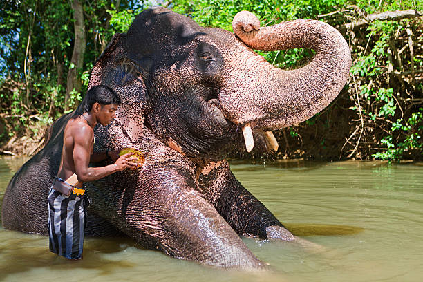 istock Mahout bathing his elephant in the river 468616342