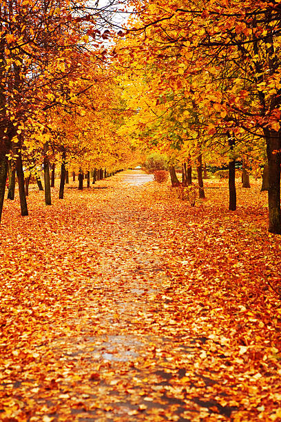 istock orange autumn alley 468616398