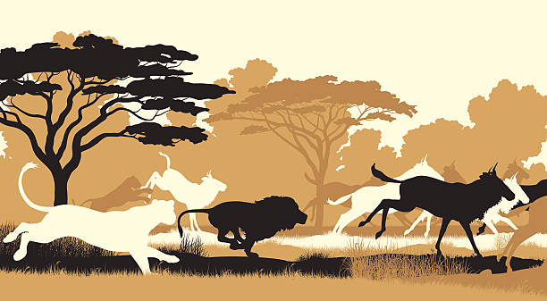 Lions hunting wildebeest EPS8 editable vector cutout illustration of lions chasing a herd of wildebeest wildebeest running stock illustrations