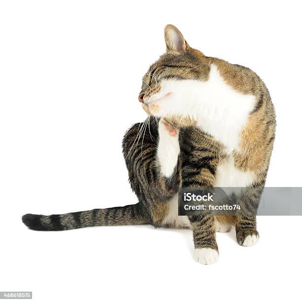 Katze Kratzen Auf Weißem Hintergrund Stockfoto und mehr Bilder von Hauskatze - Hauskatze, Kratzen, Weißer Hintergrund