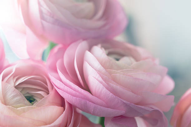 istock Closeup of pink ranunculus 468618622