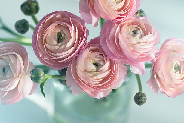 istock Bouquet of pink ranunculus in vase 468618626
