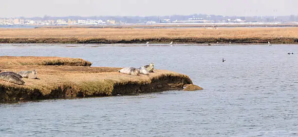 Seals on the shore in Long Island, New York, USA. In the foreground are six seals relaxing on banks of the water. One the water are several birds and on the other side of the water is a marshy area. Houses are visible in the far distance. The sky is grey.