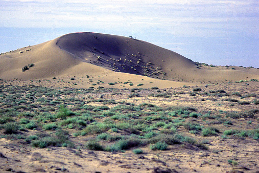 Dry trees grow on large stone blocks of the desert under a clear blue sky. A small road is laid in the distance