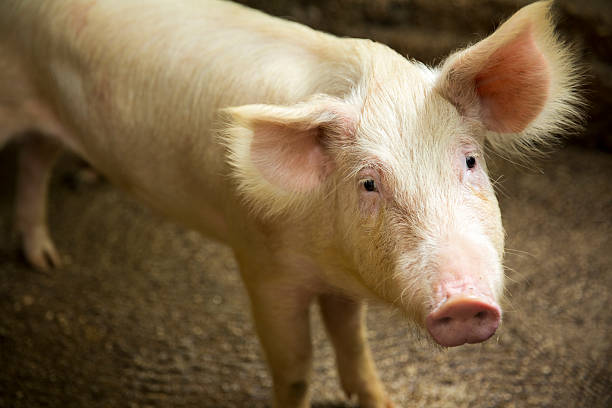 istock Pig in the farm 468619796