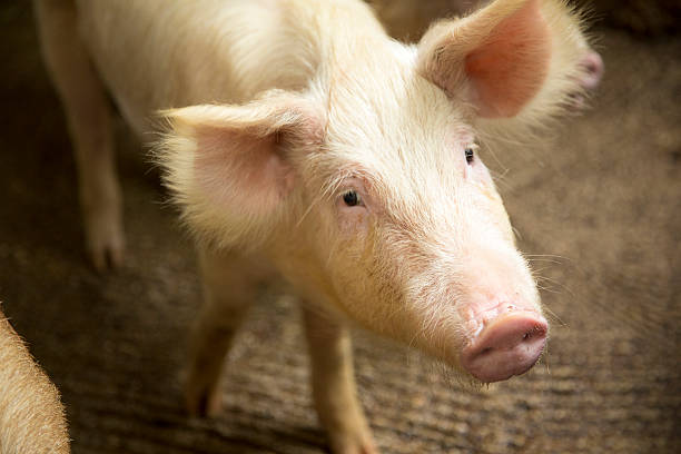 istock Pig in the farm 468619798