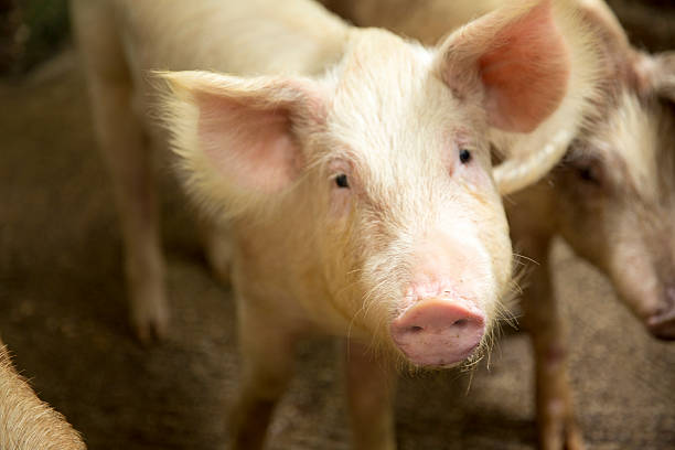 istock Pig in the farm 468619800