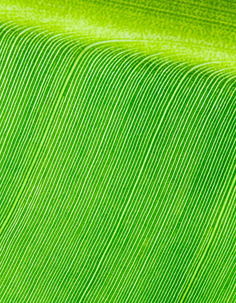 istock beautiful banana leaf background 468621403
