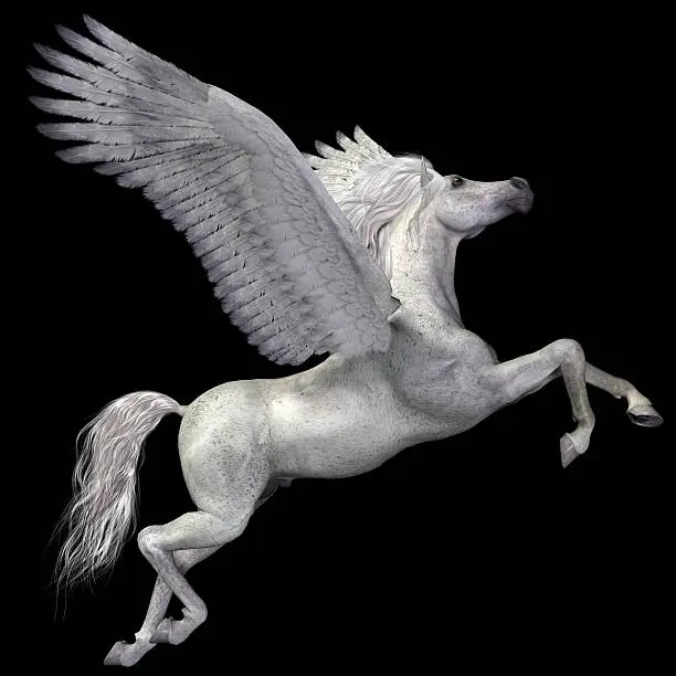 Photo of White Pegasus Profile