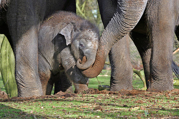 Baby elephant stock photo