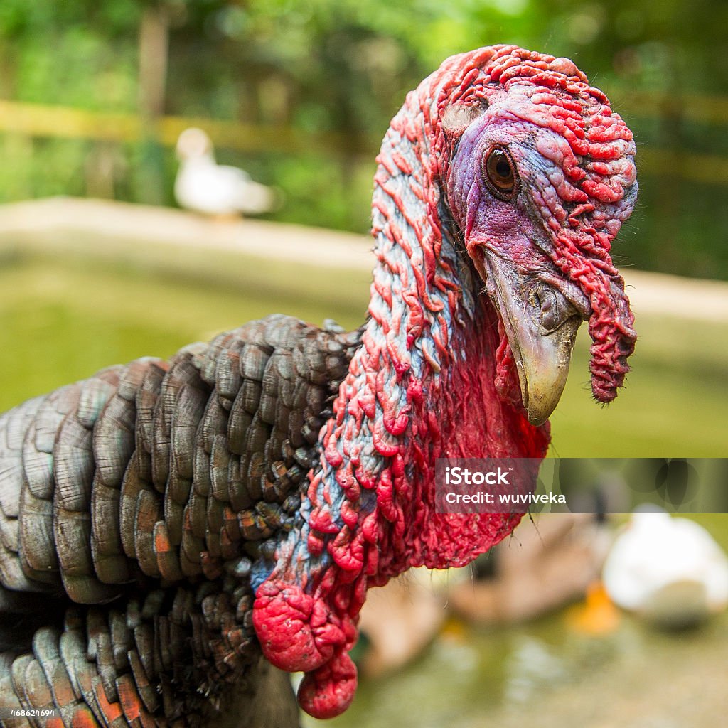 Turkey in the farm http://i1103.photobucket.com/albums/g465/dtno9/Click.jpg 2015 Stock Photo