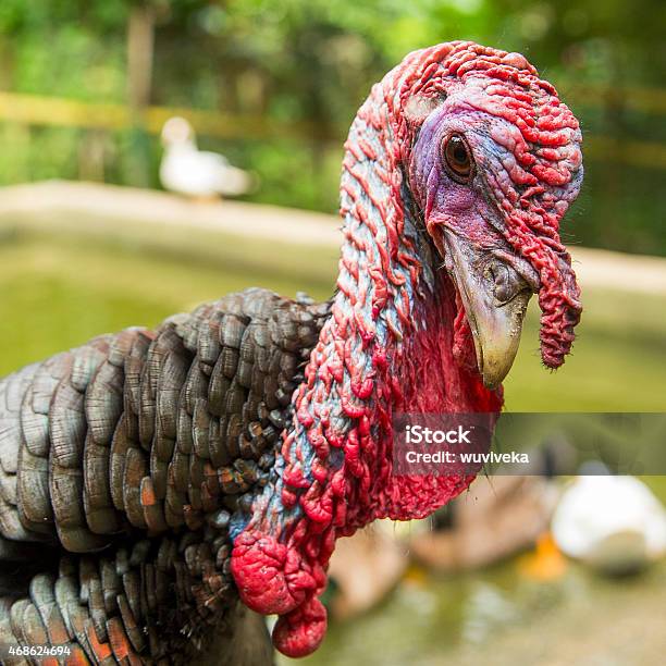 Turkey In The Farm Stock Photo - Download Image Now - 2015, Agriculture, Animal Wildlife