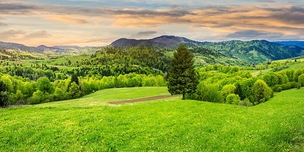 istock coniferous tree in a panoramic valley at sunrise 468625630