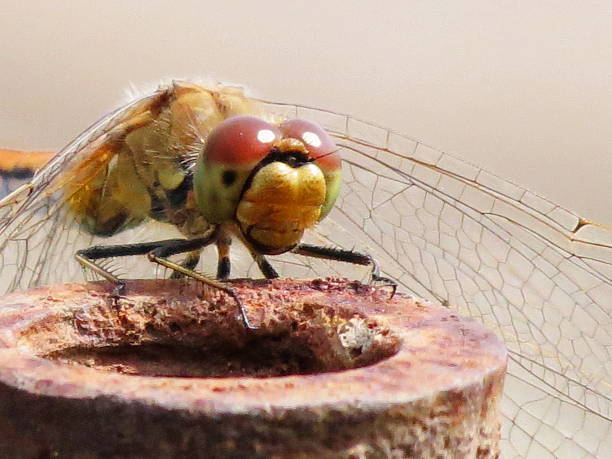 Insect of the steppes stock photo