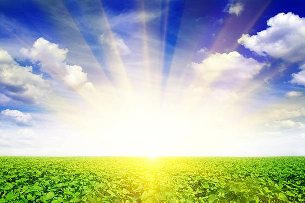 istock sunflower field and beautiful sunrise 468625672