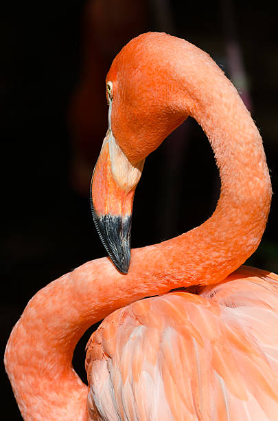 Caribbean flamingo stock photo