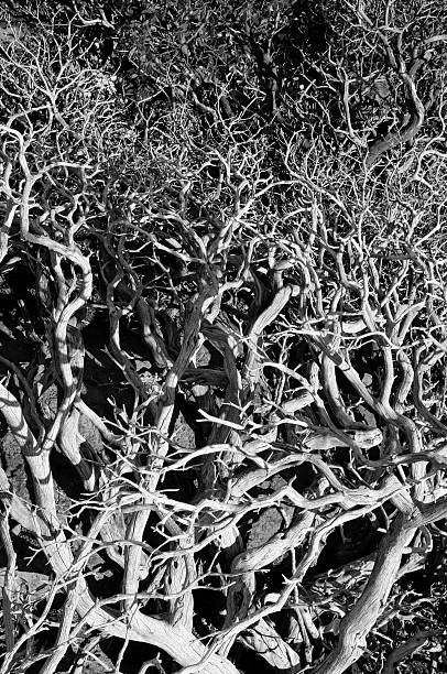 istock Manzanita Branch Detail 468625939